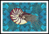 Nautilus Adrift