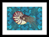 Nautilus Adrift