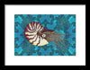 Nautilus Adrift