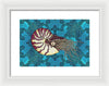 Nautilus Adrift